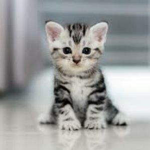 Meet your Posher, Alice